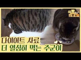 다이어트 사료로 바꾼 후 더 먹게 된 주군이 [식빵굽는 고양이] 15회
