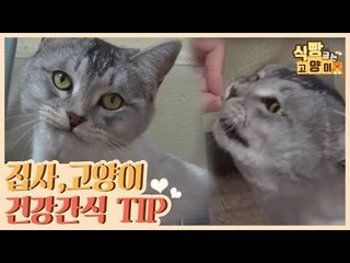집사와 고양이의 건강 간식 TIP [식빵굽는 고양이] 11회