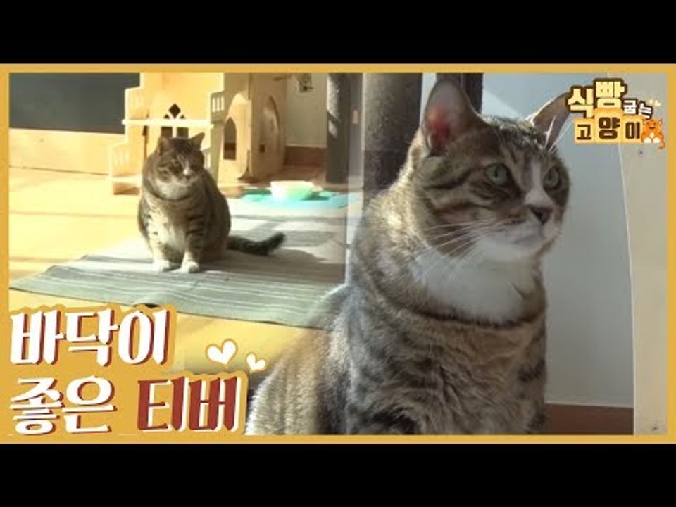 24시간 땅바닥과 붙어있는 귀차니즘 고양이 티버 [식빵굽는 고양이] 15회