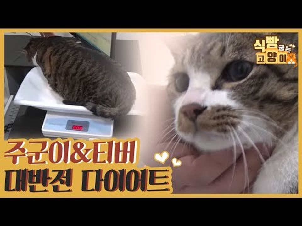 주군이&티버의 대반전 다이어트 결과 [식빵굽는 고양이] 16회