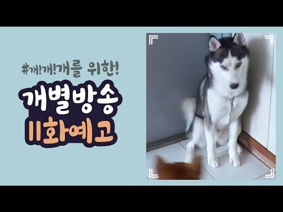 [11회 예고] 개별방송, 위기의 모카&타투 해결책은?