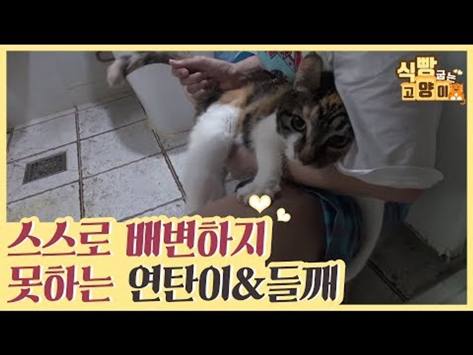 스스로 배변을 하지 못하는 연탄이&들깨 [식빵굽는 고양이] 12회