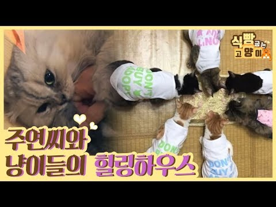주연 씨와 9마리 고양이들의 힐링 하우스 [식빵굽는 고양이] 9회