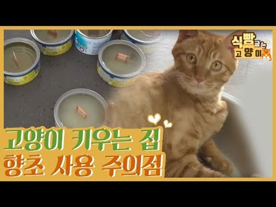 고양이 키우는 집, 향초 사용 주의할 점 [식빵굽는 고양이] 12회