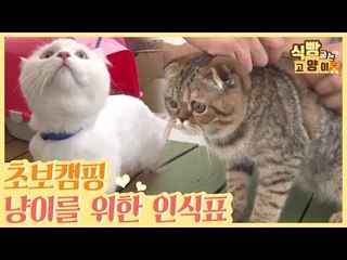 초보 캠핑 고양이를 위한 인식표 [식빵굽는 고양이] 10회
