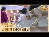 [14회 예고] 식빵굽는 고양이, 데본렉스 가족의 일상 & 고양이 탐정 미애씨