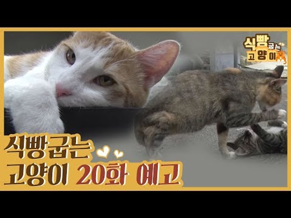 [20회 예고] 식빵굽는 고양이, 대복이 오피스 라이프 & 시골생활 선물 사랑이네