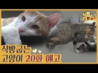 [20회 예고] 식빵굽는 고양이, 대복이 오피스 라이프 & 시골생활 선물 사랑이네