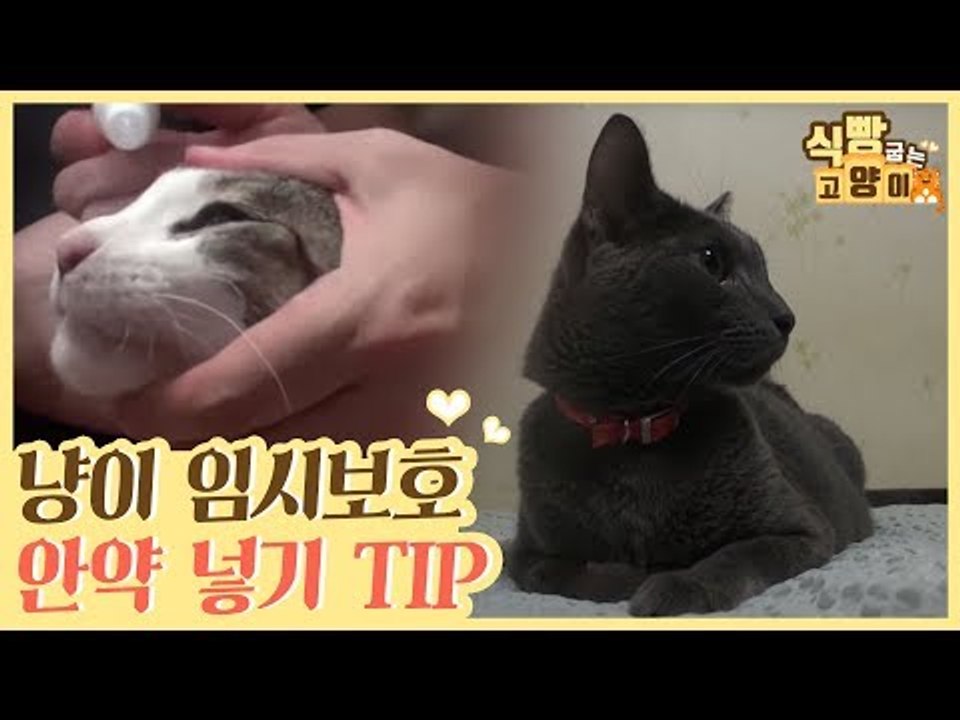 고양이 임시 보호 & 안약 넣기 TIP [식빵굽는 고양이] 11회