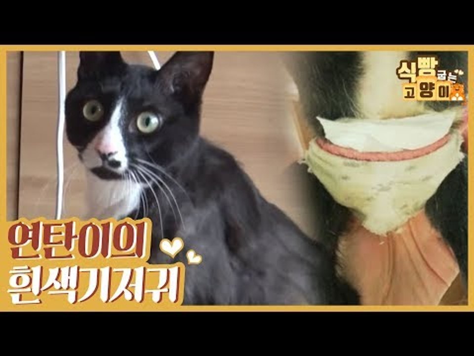 연탄이의 트레이드마크 흰색 기저귀 [식빵굽는 고양이] 11회