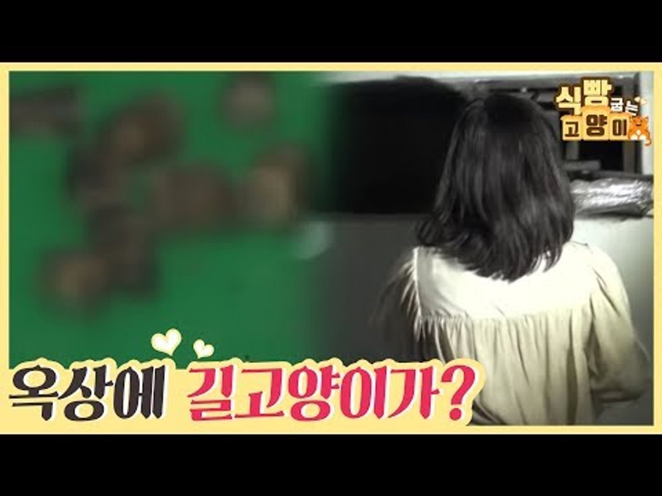 옥상에 길고양이가 갇혀 있다?! [식빵굽는 고양이] 14회