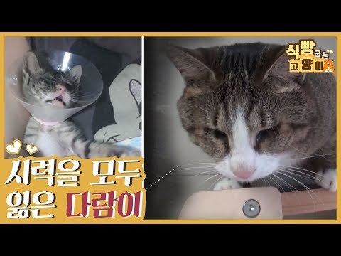 시력을 모두 잃은 아픈 손가락 다람이 [식빵굽는 고양이] 17회
