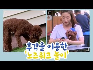 강아지의 후각을 이용한 노즈워크 놀이 [개별방송] 11회