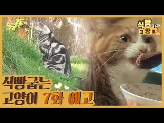 [7회 예고] 식빵굽는 고양이, 고양이 파라다이스 & 휠체어 타는 기적의 탄이