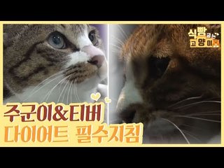 뚱냥이 주군이&티버 다이어트 필수 지침 [식빵굽는 고양이] 15회