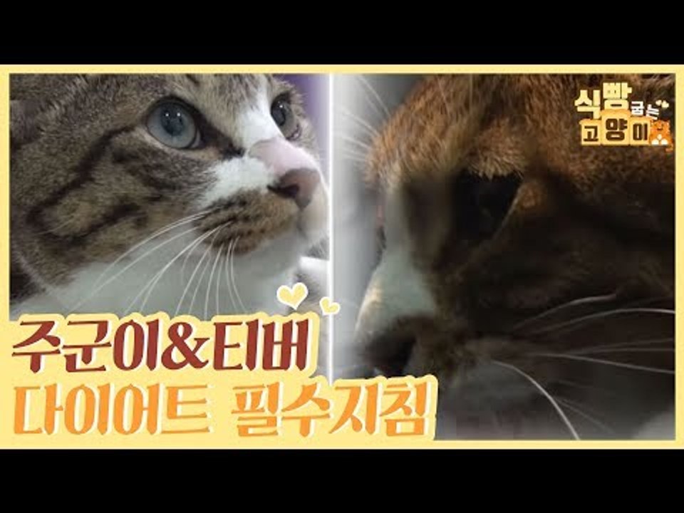 뚱냥이 주군이&티버 다이어트 필수 지침 [식빵굽는 고양이] 15회