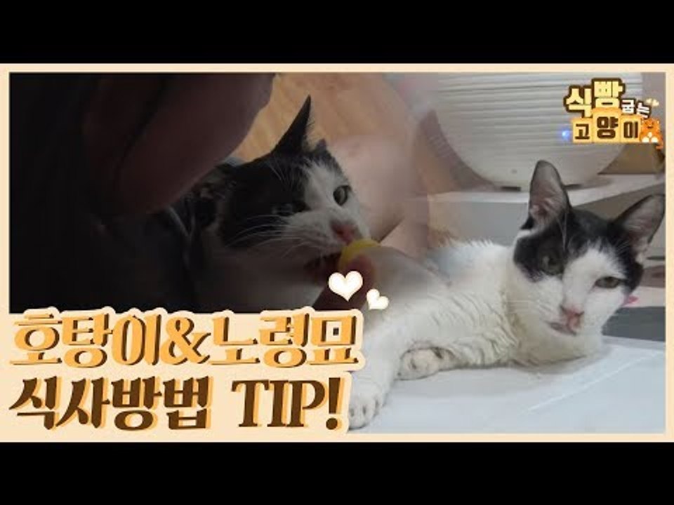 수아 씨의 호탕이 & 노령묘를 위한 식사 TIP #꿀팁 [식빵굽는 고양이] 21회