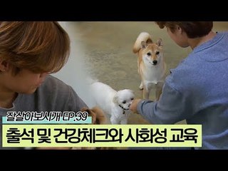 애견 유치원 출석 및 건강체크와 사회성 교육