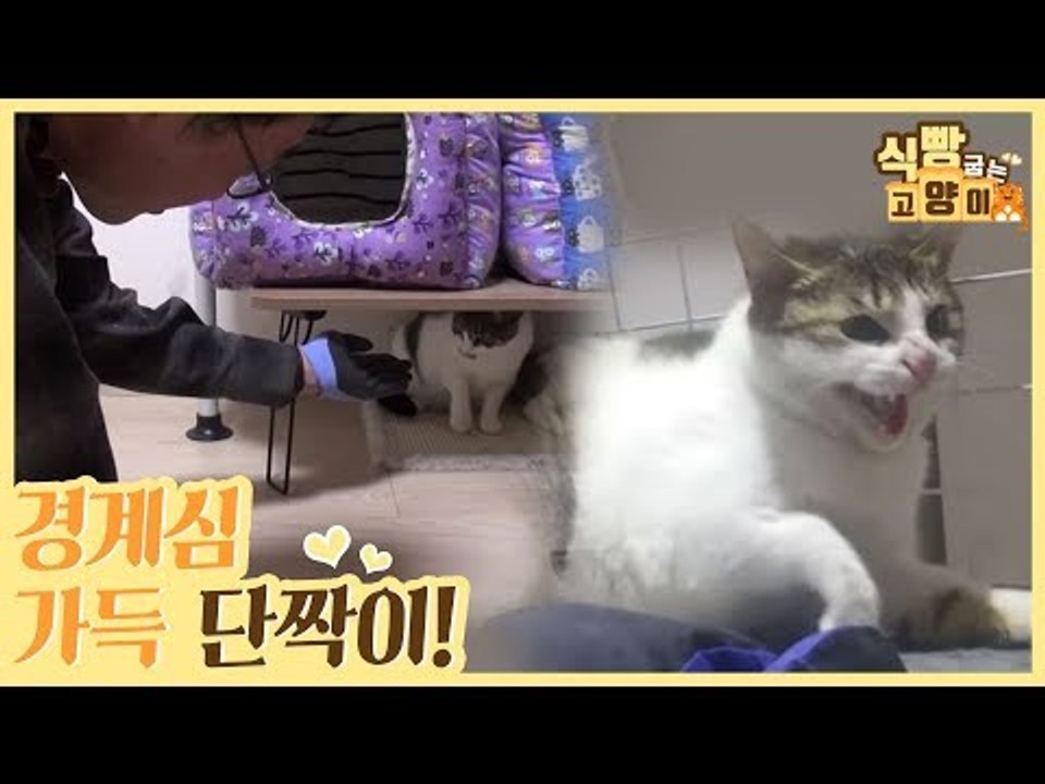 경계심이 가득한 단짝이의 하악질, 그 이유는? [식빵굽는 고양이] 21회