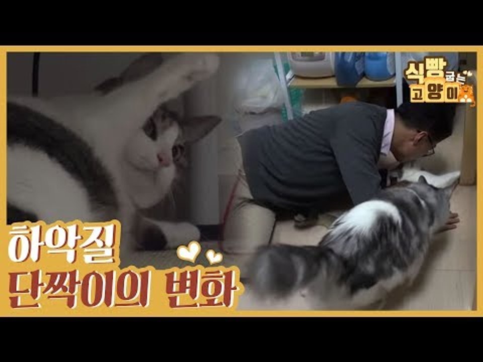 집사의 노력으로 이루어 낸 하악질 단짝이의 변화 [식빵굽는 고양이] 22회