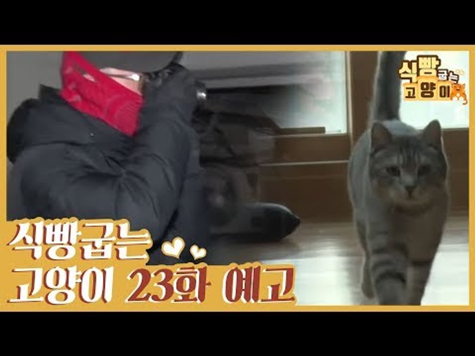 [23회 예고] 식빵굽는 고양이, 냥이들의 행동수정 & 묘생을 기록하는 찰카기