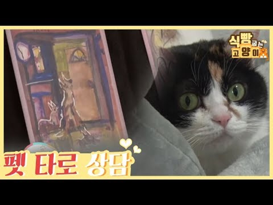애니멀 커뮤니케이션 펫 타로 상담을 통한 조언 [식빵굽는 고양이] 23회