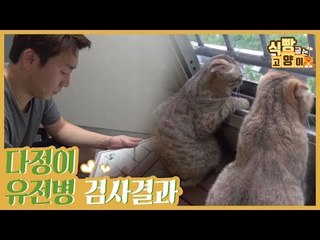 스코티시 폴드 다정이 유전병 검사 결과 [식빵굽는 고양이] 10회