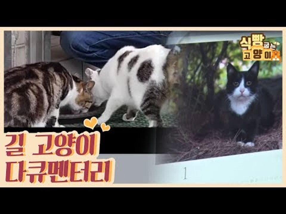 길고양이들의 현실을 담은 다큐 영화 ‘나는 고양이로소이다’ [식빵굽는 고양이] 23회