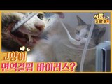 고양이 면역결핍 바이러스(FIV)란? [식빵굽는 고양이] 14회