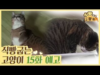 [15회 예고] 식빵굽는 고양이, 뚱냥이 티버의 일상 & 식탐왕 주군이의 다이어트
