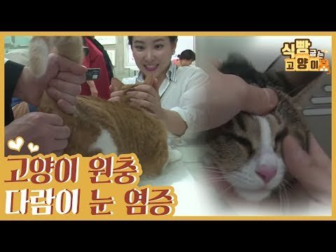 고양이 원충 감염 & 다람이 눈 염증 [식빵굽는 고양이] 17회