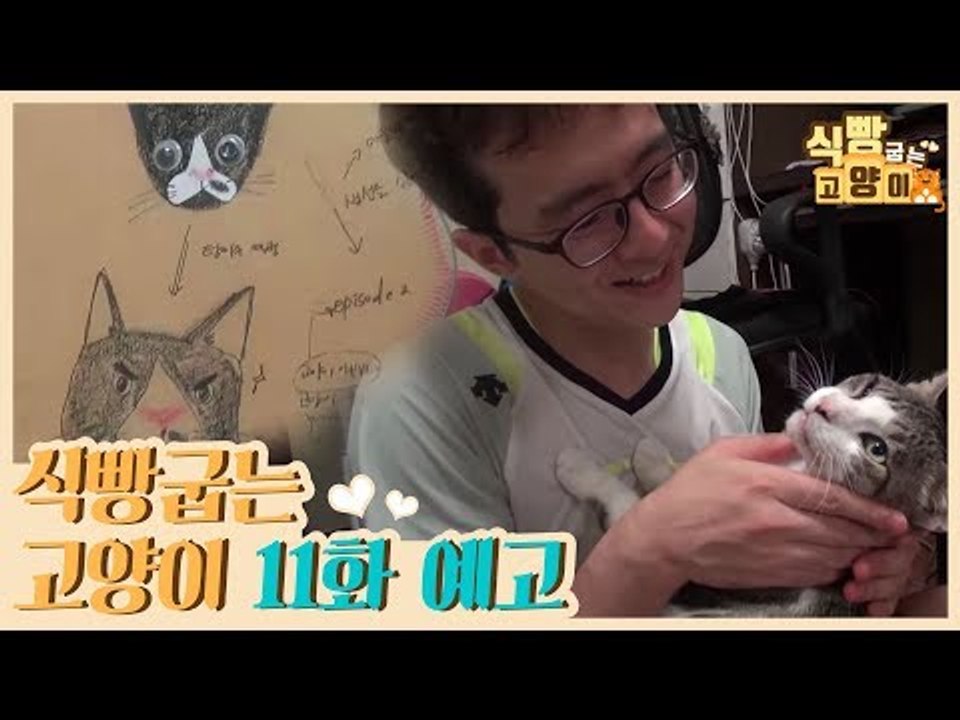 [11회 예고] 식빵굽는 고양이, 고양이 청년의 교감일기 & 냥부잣집 다섯 냥이들