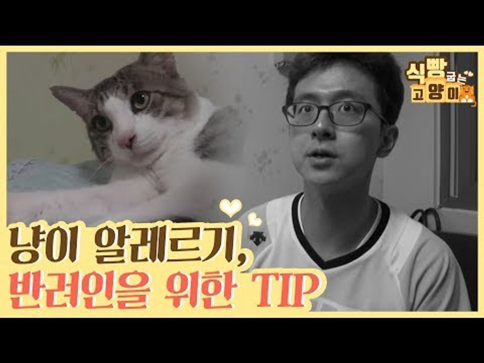 고양이 알레르기 & 반려인을 위한 TIP [식빵굽는 고양이] 11회