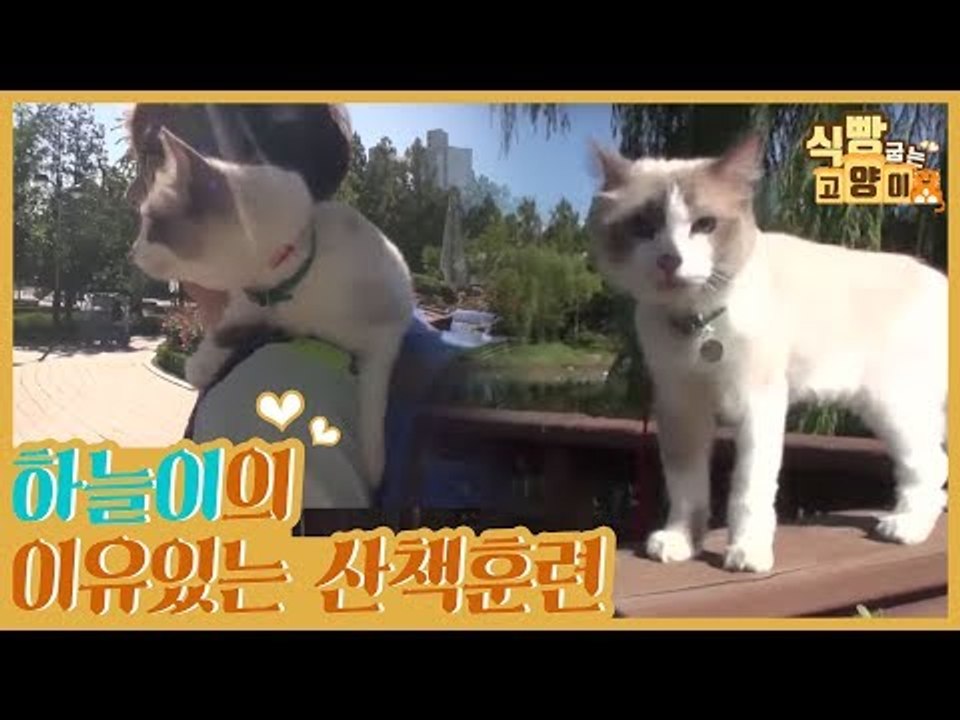 하늘이의 이유 있는 산책 훈련 [식빵굽는 고양이] 11회