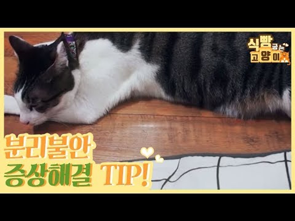 불안감 해소&스트레스 완화를 위한 솔루션 푸드 퍼즐 [식빵굽는 고양이 시즌2] 25회