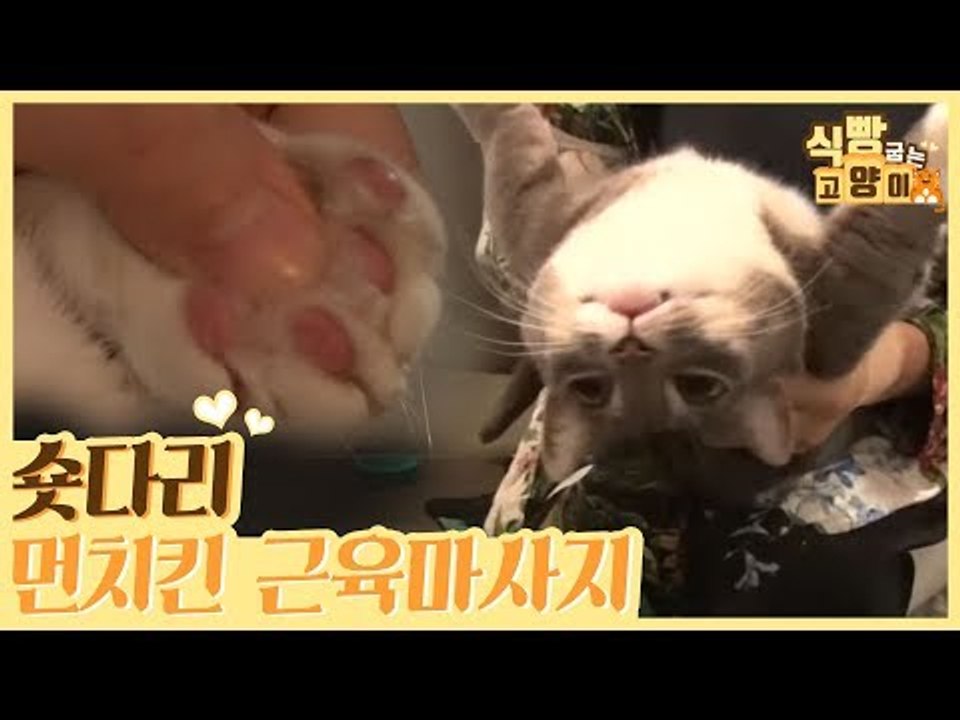 숏다리 먼치킨을 위한 근육 마사지 TIP [식빵굽는 고양이 시즌2] 25회