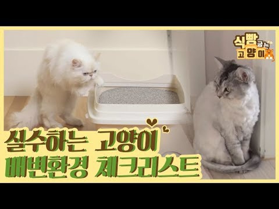 실수하는 고양이 배변 환경 체크 리스트 [식빵굽는 고양이] 12회