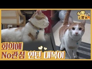회의에 관심 없는(?) 인턴 고양이 대복이 [식빵굽는 고양이] 19회