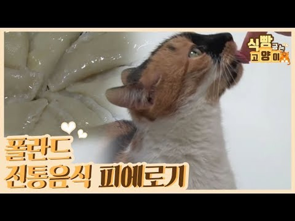 올리비아표 폴란드 전통음식 피에로기 만들기 [식빵굽는 고양이 시즌2] 26회