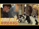 천사 씨의 고양이 쉼터를 찾아온 자원봉사자 [식빵굽는 고양이 시즌2] 28회