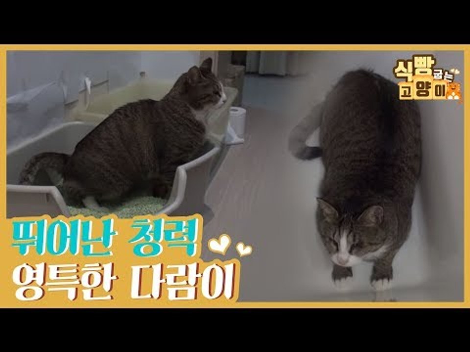 뛰어난 청력을 자랑하는 고양이 #영특한_다람이 [식빵굽는 고양이] 18회