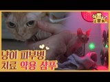 고양이 피부병 치료 약용 샴푸 [식빵굽는 고양이] 13회