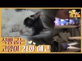 [21회 예고] 식빵굽는 고양이, 집사 손길 거부하는 냥이 & 노령묘를 위한 집사백서