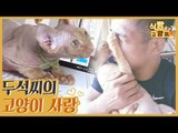 파이터 두석 씨의 고양이 사랑 [식빵굽는 고양이] 14회