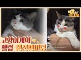 고양이 계의 셀럽 유벵&유랑&유톨의 랜선 팬미팅 [식빵굽는 고양이 시즌2] 29회