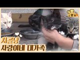 시골냥이 사랑이네 대가족 (with.토끼,강아지) [식빵굽는 고양이] 19회