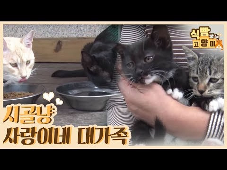 시골냥이 사랑이네 대가족 (with.토끼,강아지) [식빵굽는 고양이] 19회
