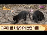 고구마 밭에 천연 거름(?) 주는 사랑이 [식빵굽는 고양이] 19회