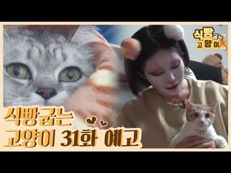 [31회 예고] 식빵굽는 고양이 시즌2, 은둔 고양이 행동수정 & 유튜버 꽁지와 척척...