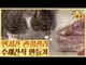 먼치킨 관절 관리에 좋은 수제 간식 #오리뼈 [식빵굽는 고양이 시즌2] 25회